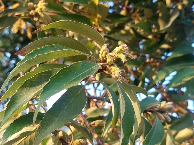 抽芽期，嫩葉與雄花序會一起生長