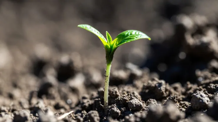 新芽，是牡羊座的象徵