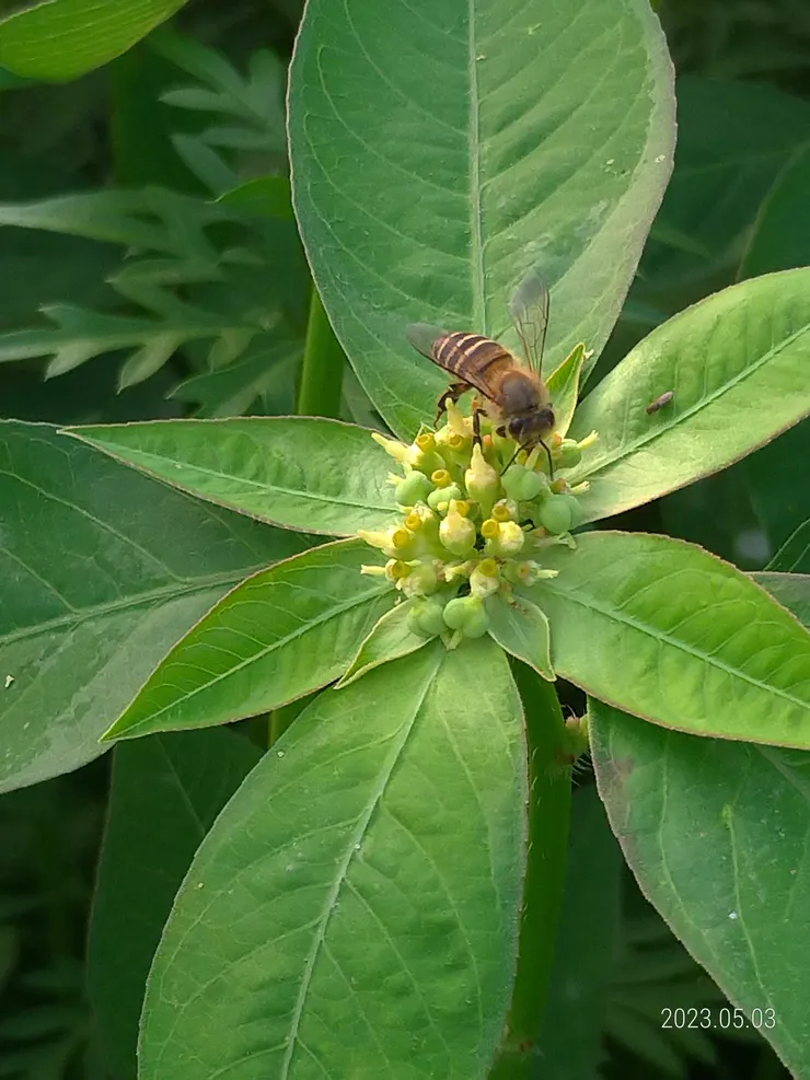 百日菊含苞待開蜂聞風至