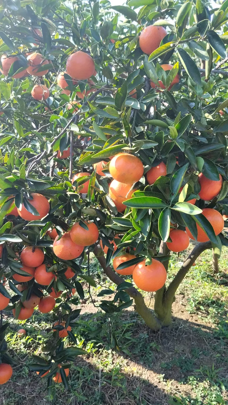 結實累累的橘子樹