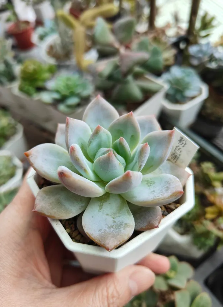 粉色朝霧夏天還是有一點點粉，冬天超美 (因為要拍照，拿到窗戶區拍攝)