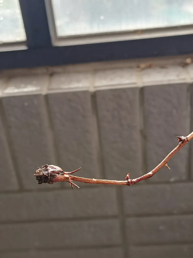 毫無生氣的含苞