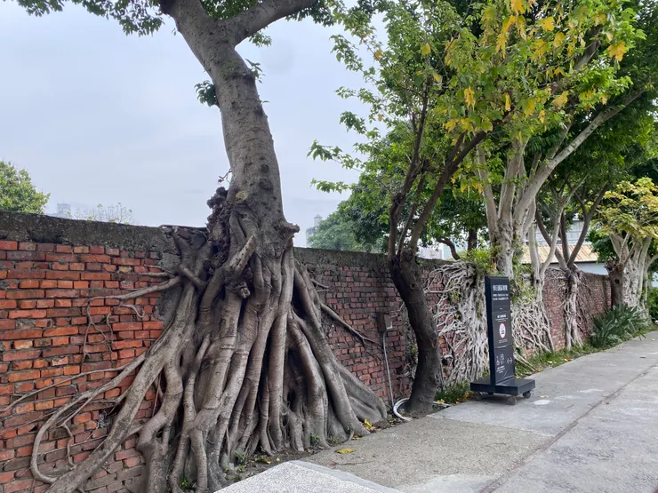 磚牆與老樹的糾結