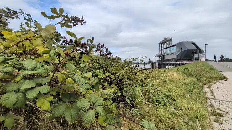 Photo: Zora @ Ernst-August-Schleuse. Jul. 31, 2025.