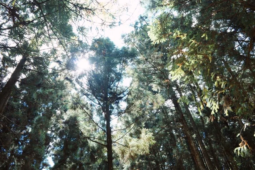 獅子媽的男孩星球