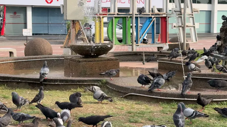 懂得到水池消暑的鴿子