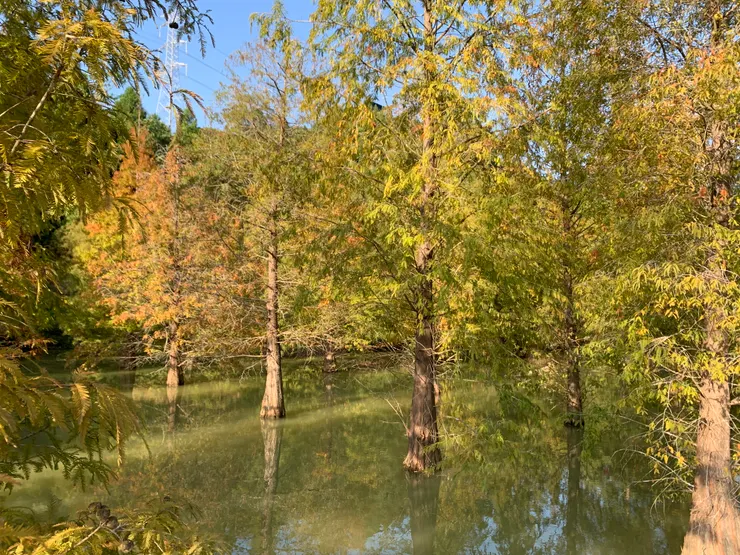 三灣落羽松秘境裡，整齊劃一的落羽松排排站，不論直拍、橫拍、斜拍都非常有意境