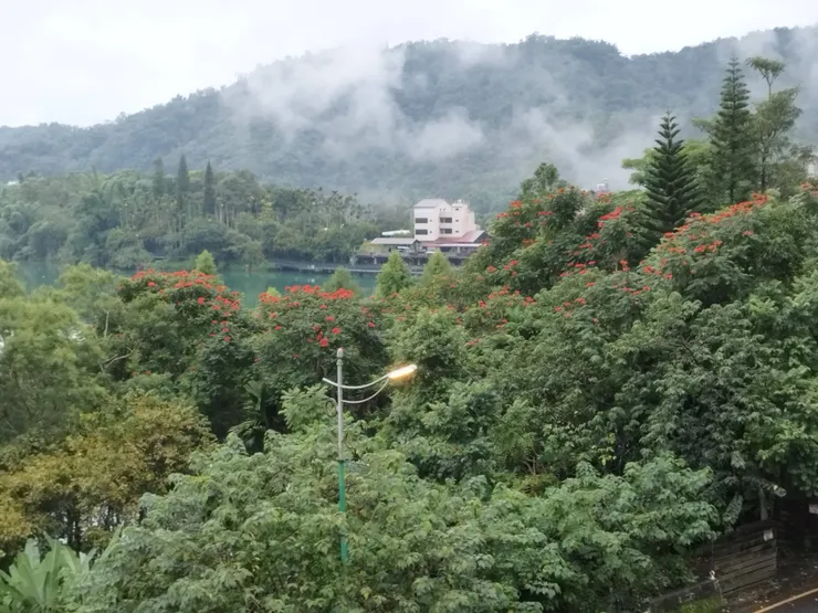 盛開一片紅海的火焰木  河童拍攝／２０２３年