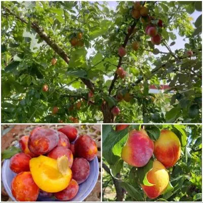 路易莎李(Luisa plum)