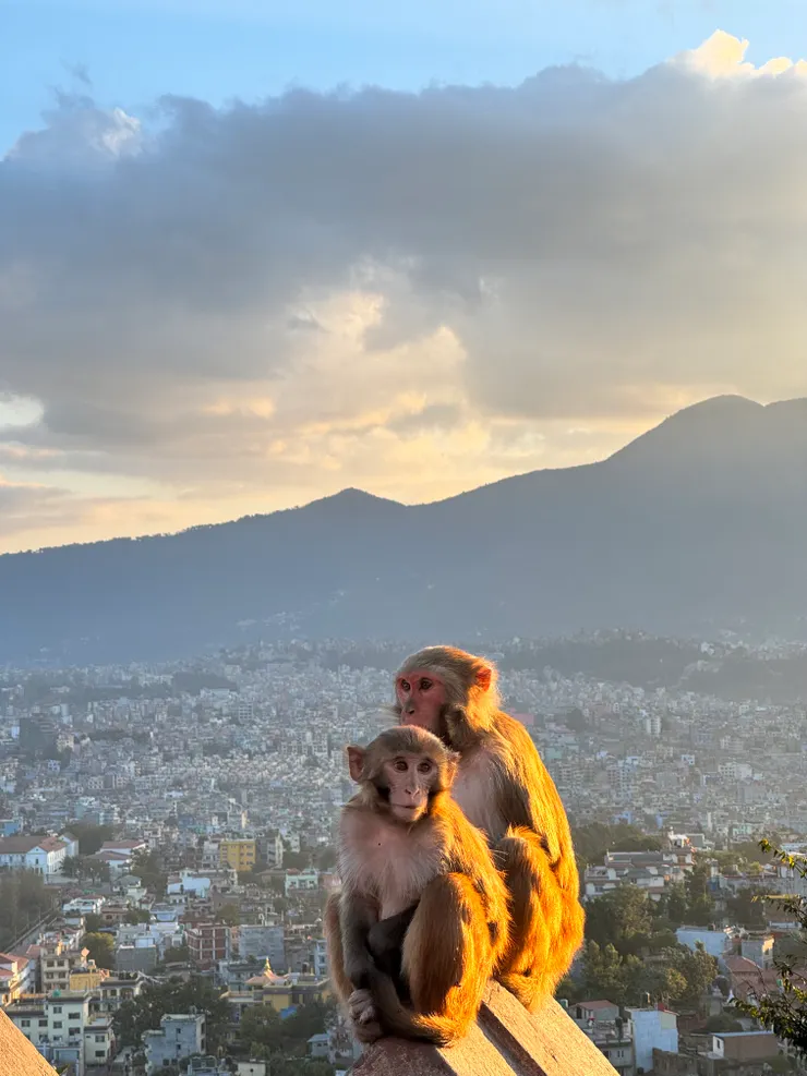 夕陽照在猴群身上