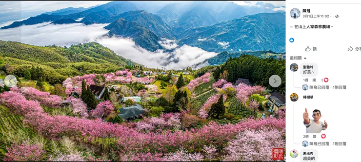 版權｜山上人家櫻花_陳飛