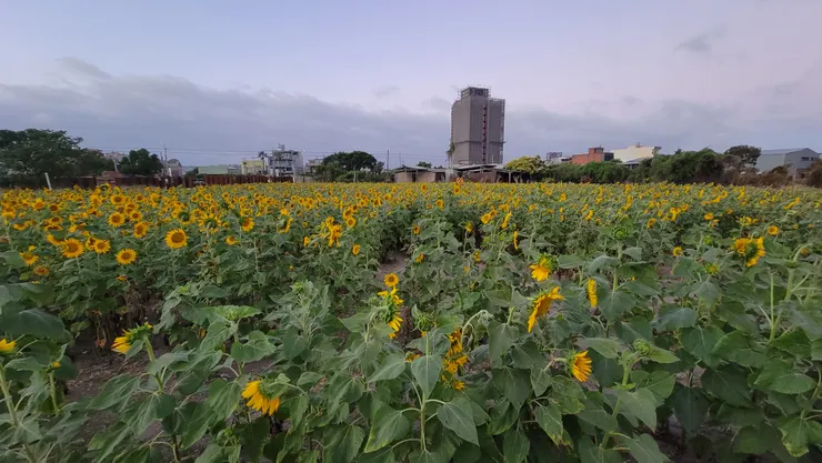 路過臨晚的向日葵田