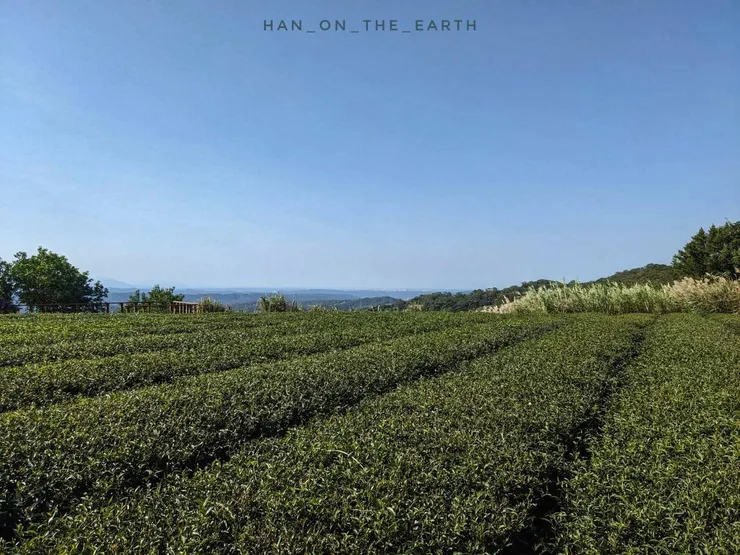 附近的茶園，在大北坑。