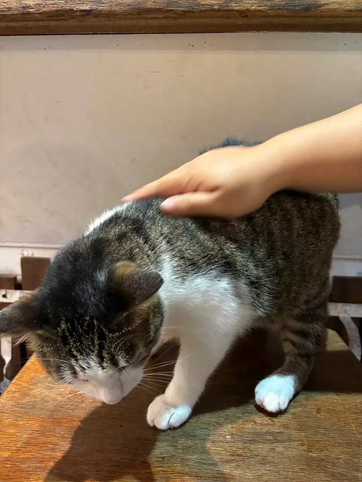 幸運碰到店貓本體