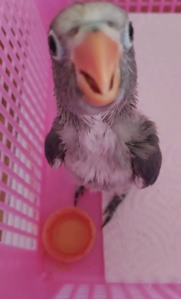 嬰兒時期的牡丹小鸚鵡