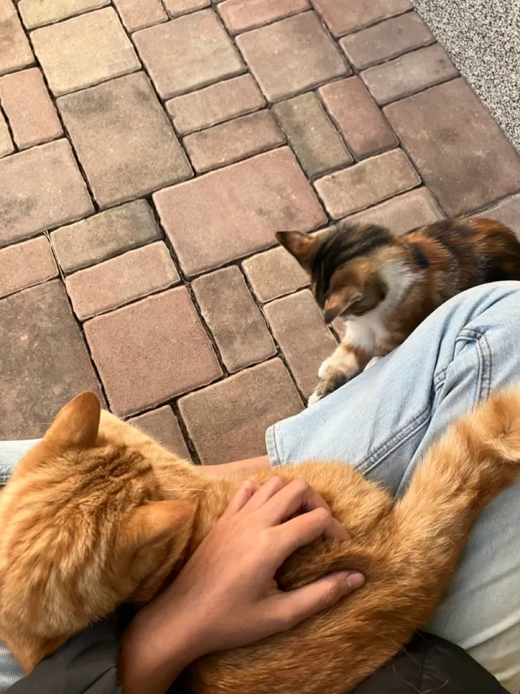 自己過來的貓貓，怎麼這麼好