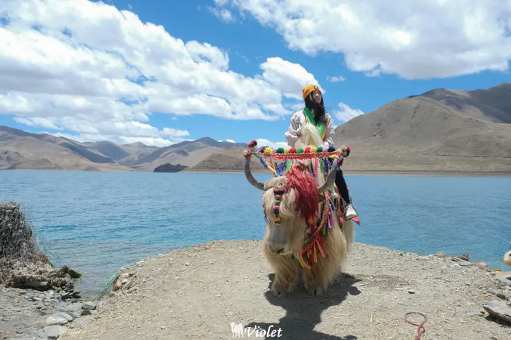 羊卓雍措湖邊騎氂牛