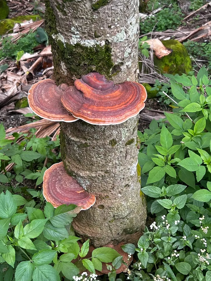 長出靈芝了嗎?