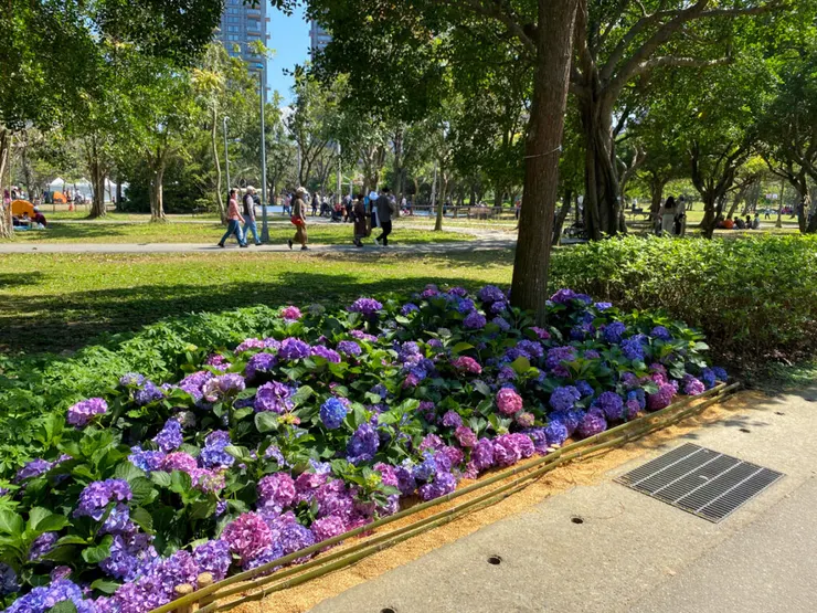 步道兩側的繡球花