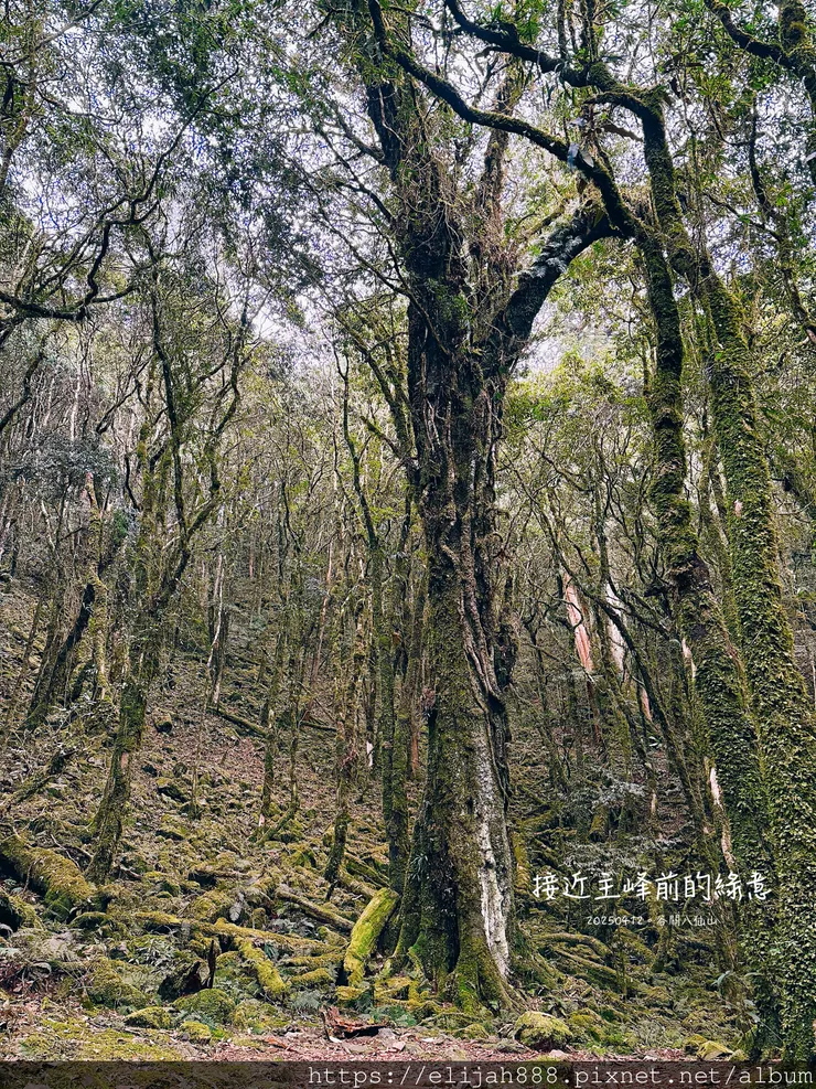 【谷關健行/住宿】谷關七雄老大。海拔2366公尺八仙山主峰。