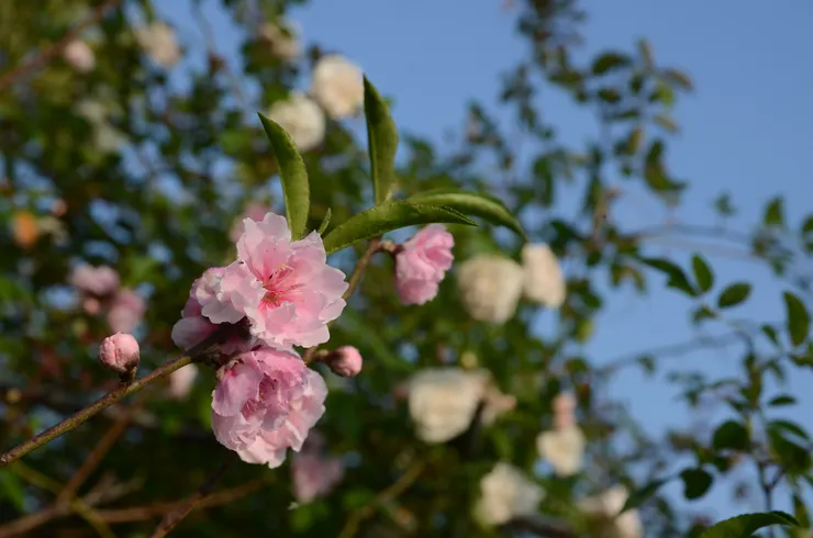 從3/5起到3/20 是二十四節氣中的驚蟄  驚蟄三候：桃始華，倉庚鳴，鷹化為鳩  古人十分具像地形繪這份大地復甦的氣象：一開始的五天桃花開始盛放；再過五天黃鸝鳥也開始鳴叫了；再過五天布穀鳥也開始飛來飛去了！