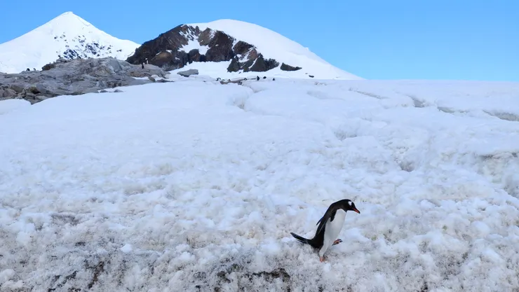Gentoo Penguins, Neko Harbor, Antarctic Peninsula