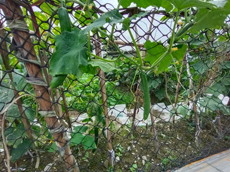 攀爬在網子上的小黃瓜(葉、瓜)