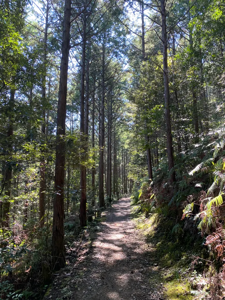 小雲取越其實蠻好走的，大部份路也是坡道緩上