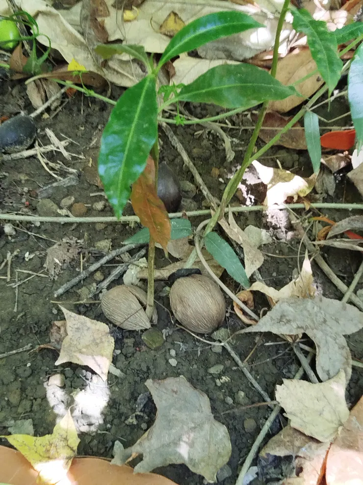 掉在樹下的果實，很快就發芽成長。