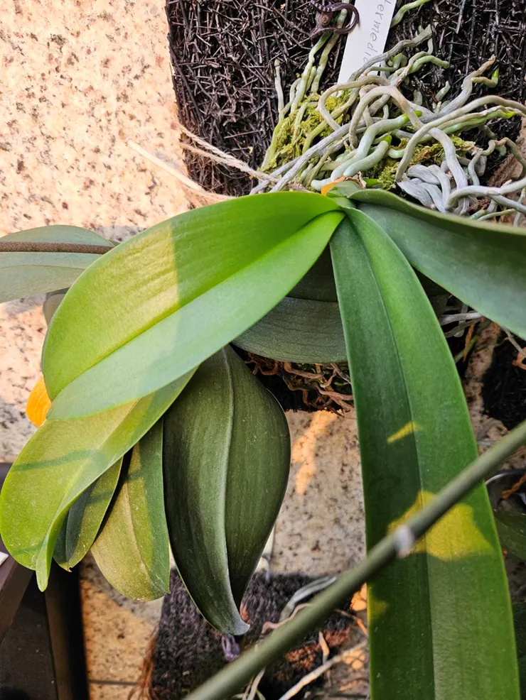 圖五、處於生長期，快速長根長葉的植株。