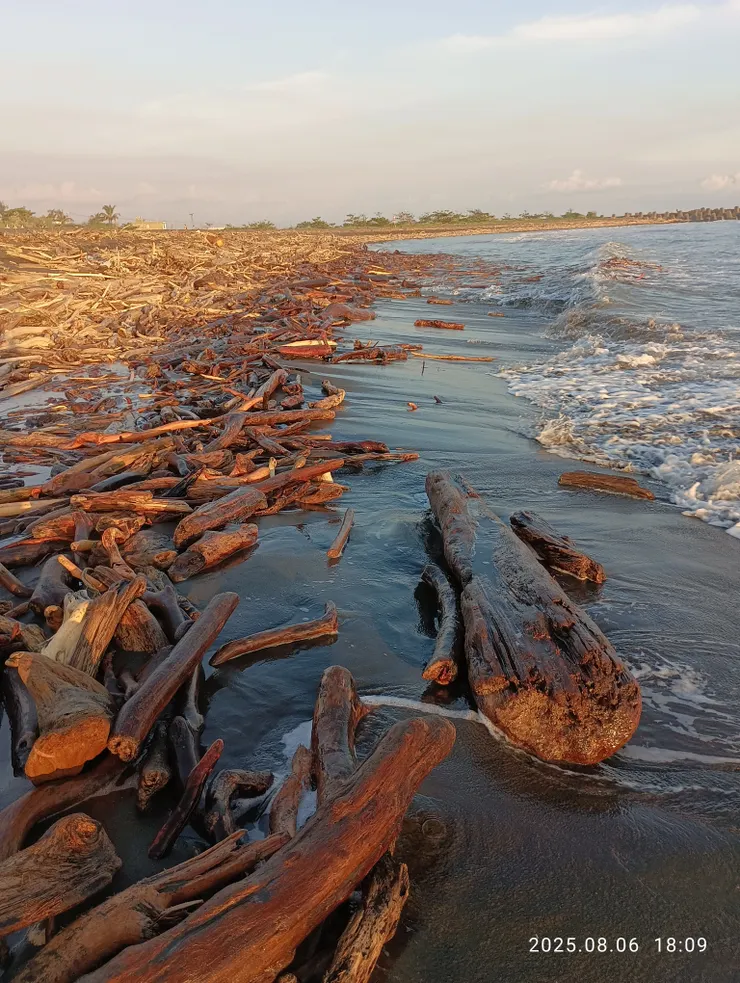 狼藉流木安枕灘