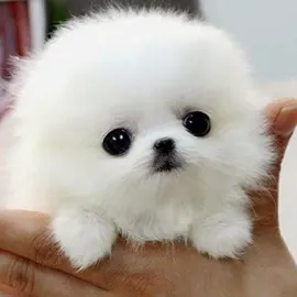 Sophia Barber的沙龍