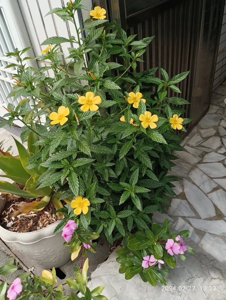 門開笑迎送我自來的棣棠及日日春