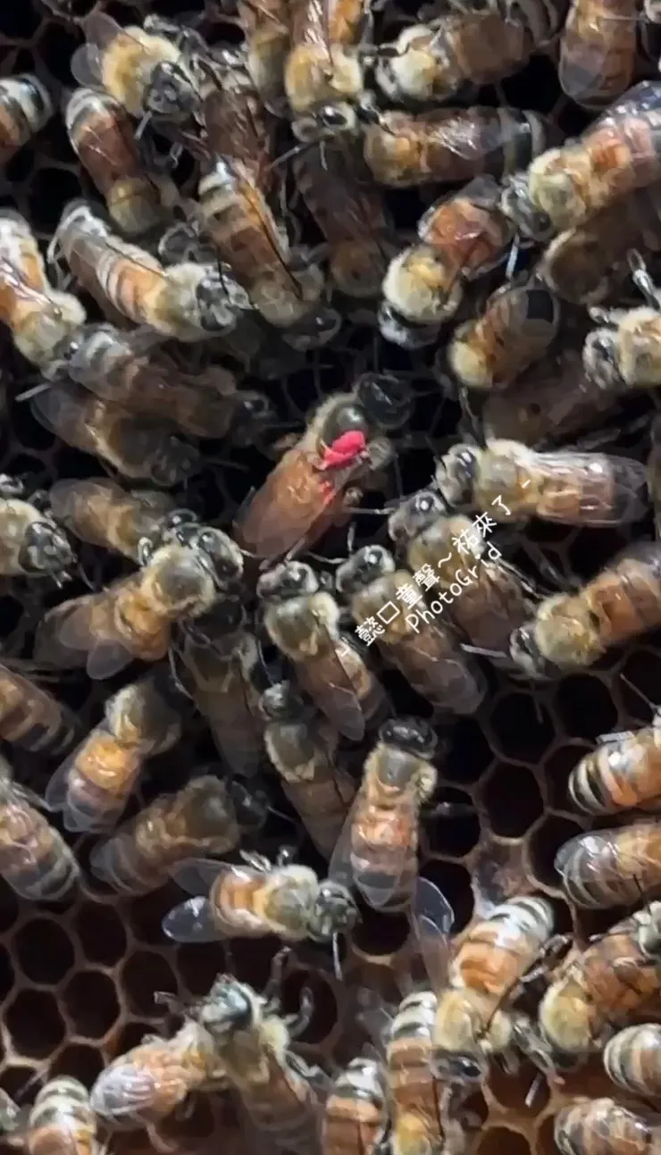 店家將女王蜂做記號(抱歉拍照畫素不佳)