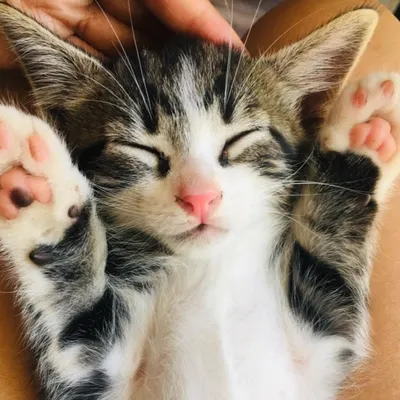 貓貓亂亂拍的影片都放在IG