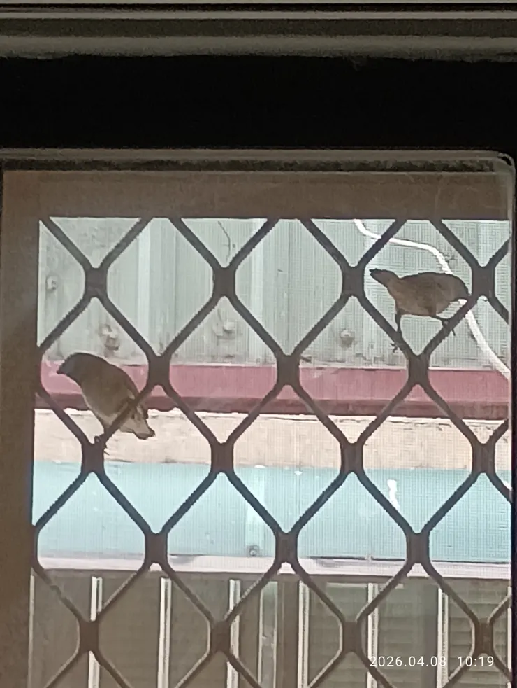 自家書軒文鳥年年窗臨啣草築巢