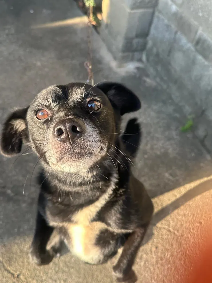 狗哥聽完我們的旅遊計畫，表達出想跟的意願！