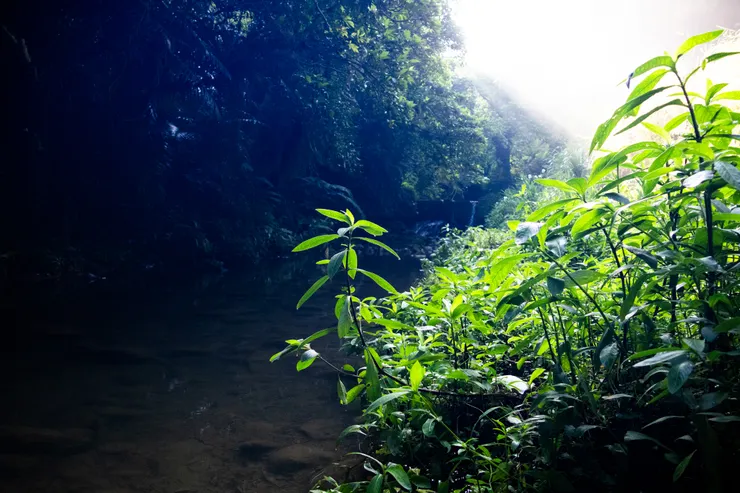 偶然看到的樹葉與光 (ISO2500, 18mm, 0.0ev, F3.5, 1/400s)