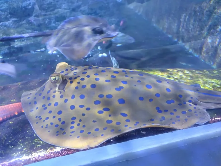 潮間俯視缸-藍斑條尾魟