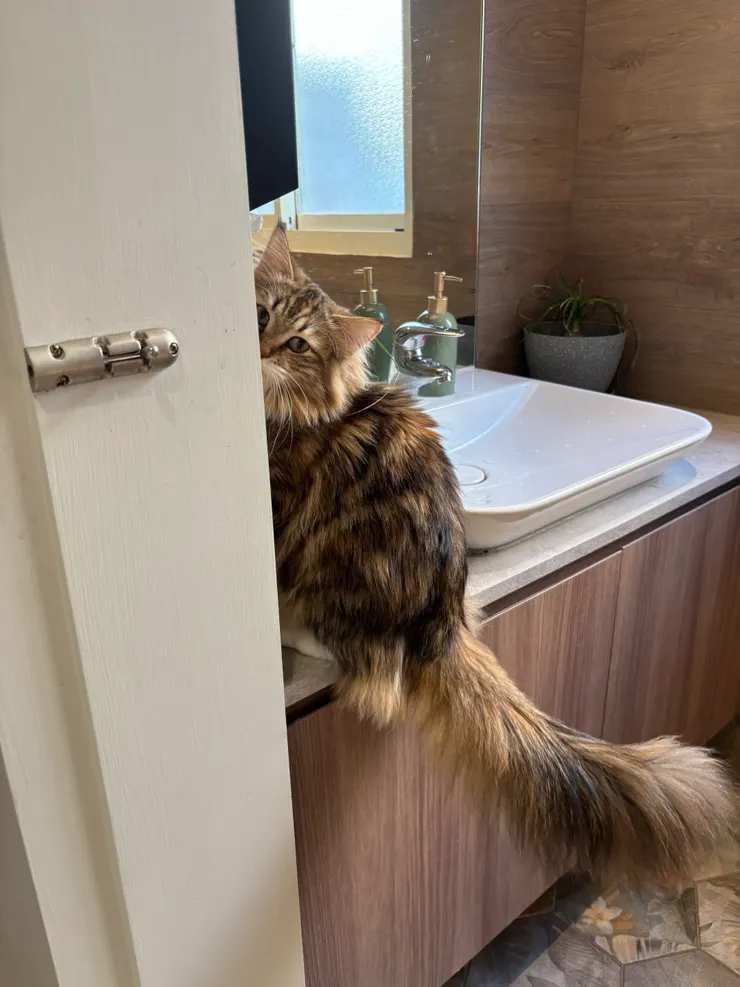 貓境|沒看過貓嗎?