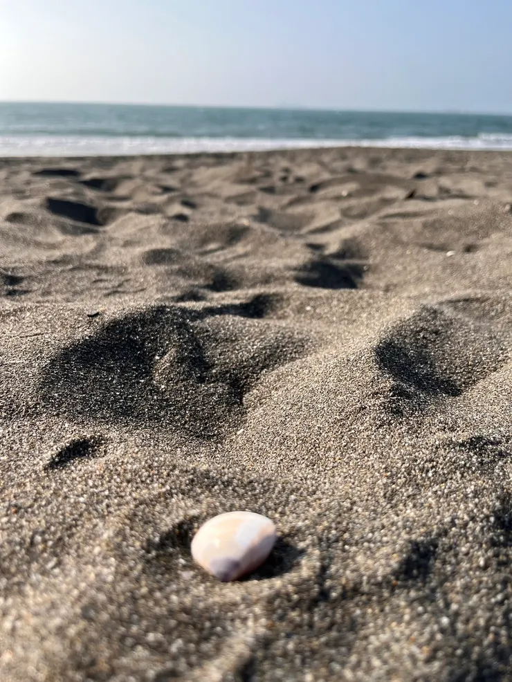 沙、貝殼