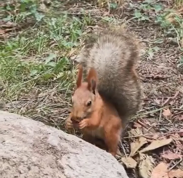 毛茸茸，心已融化