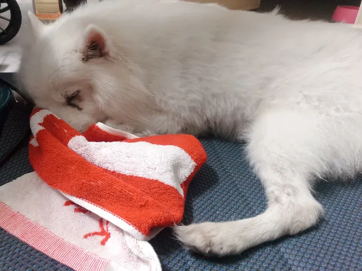 牠睡得很沉很沉