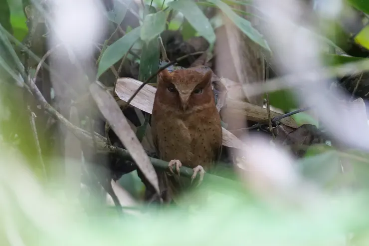 Serendib Scops Owl（女）斯里蘭卡獨有種