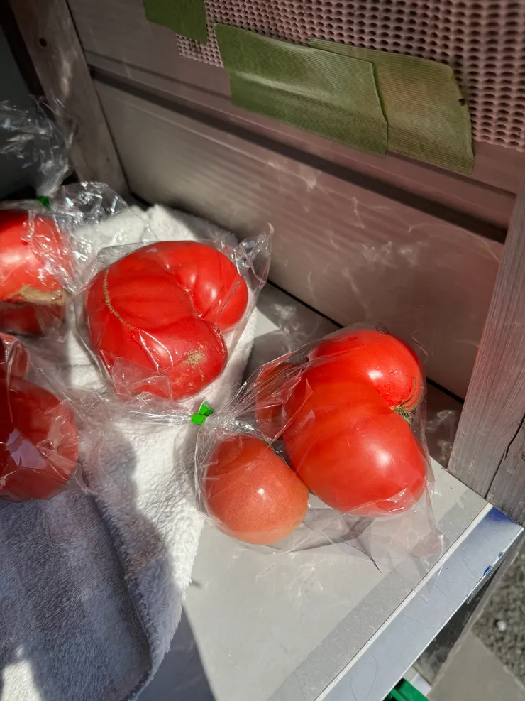 有兩顆愛心型的番茄哩