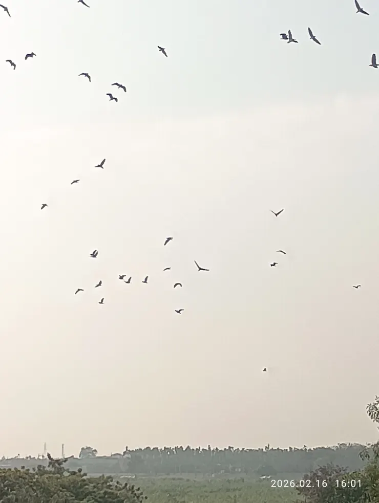 大雁北歸尋棲晚