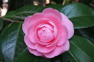 春來，看不看花？