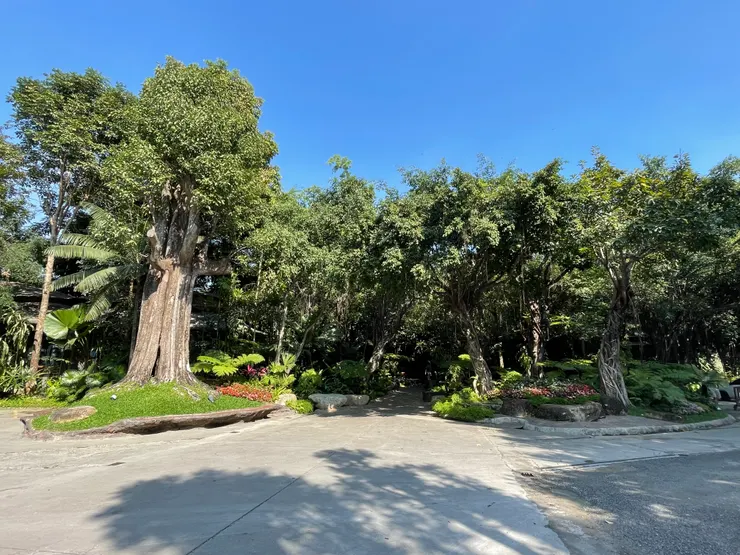 清邁米其林餐廳－黑森林餐廳