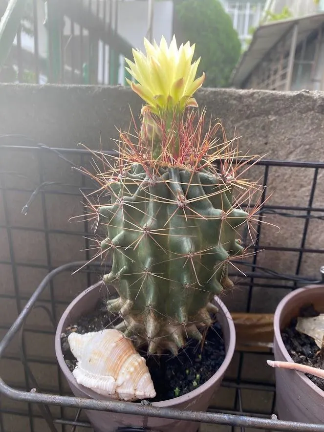 獅子王正面全身照