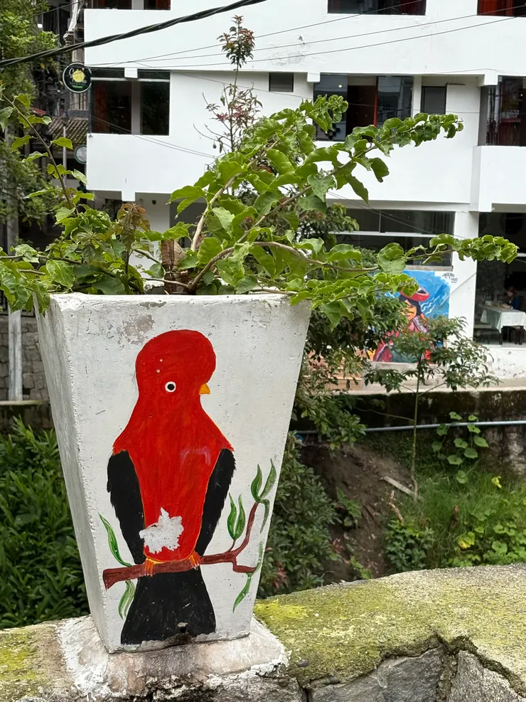 秘魯國鳥—安地斯動冠傘鳥，頭好大好可愛